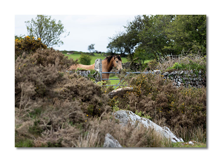 Delphi-Horse